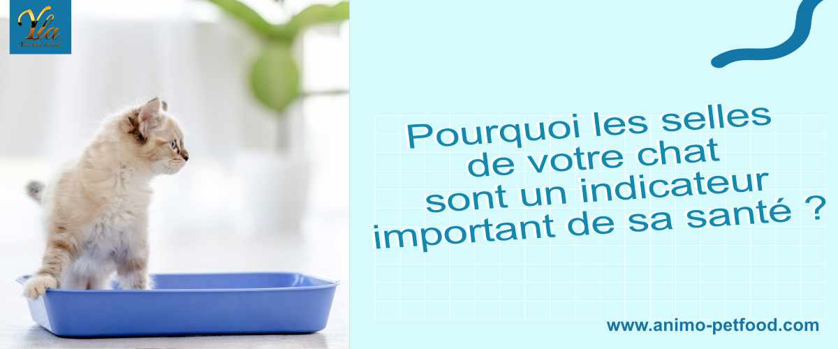 pourquoi-les-selles-de-votre-chat-sont-un-indicateur-important-de-sa-sante